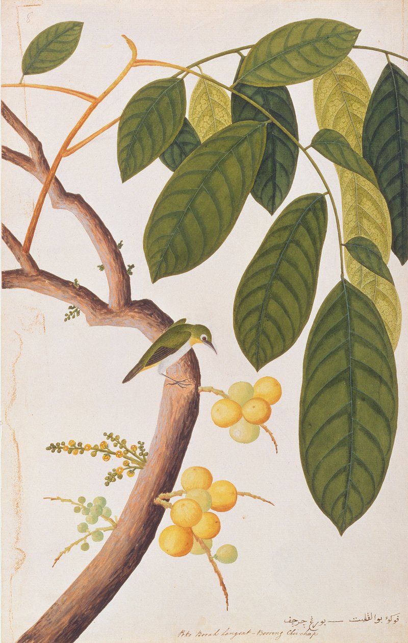 Orientalische Weißaugen, aus Zeichnungen von Vögeln aus Malakka, ca. 1805-18 von Chinese School