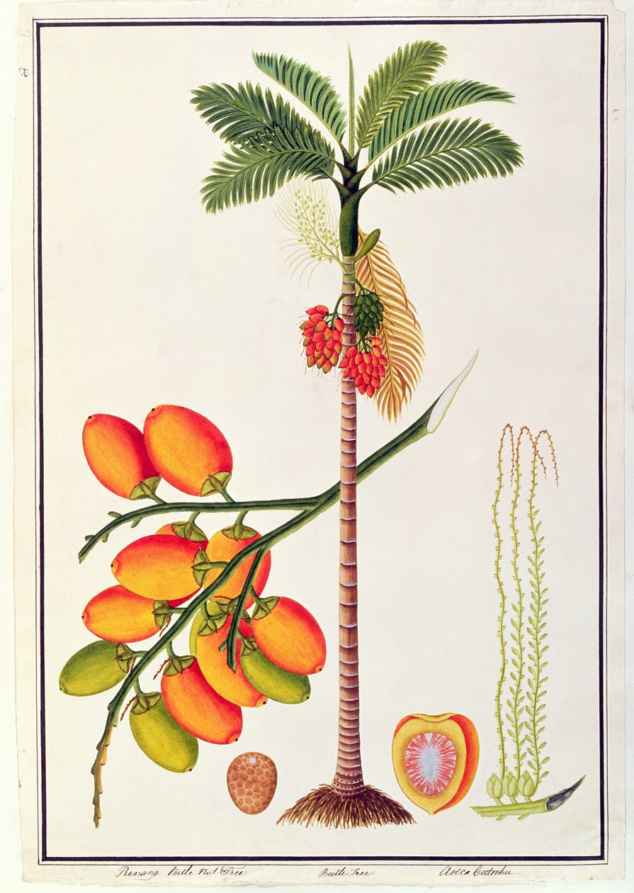 Pinang Betelnussbaum, aus Zeichnungen von Pflanzen aus Malakka von Chinese School