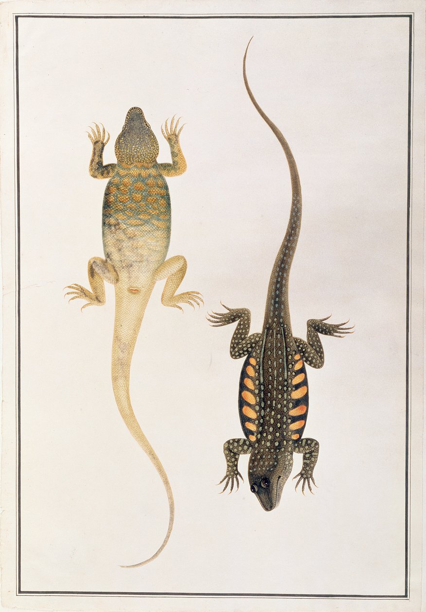 Reptilien, aus Zeichnungen von Tieren, Insekten und Reptilien aus Malakka, ca. 1805-18 von Chinese School