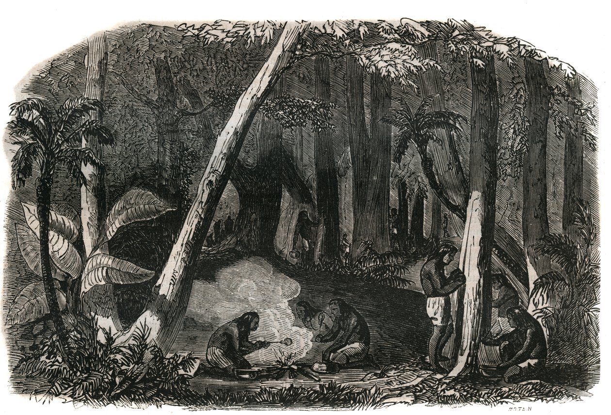 Ernte von Kautschuk in den Wäldern Brasiliens von French School