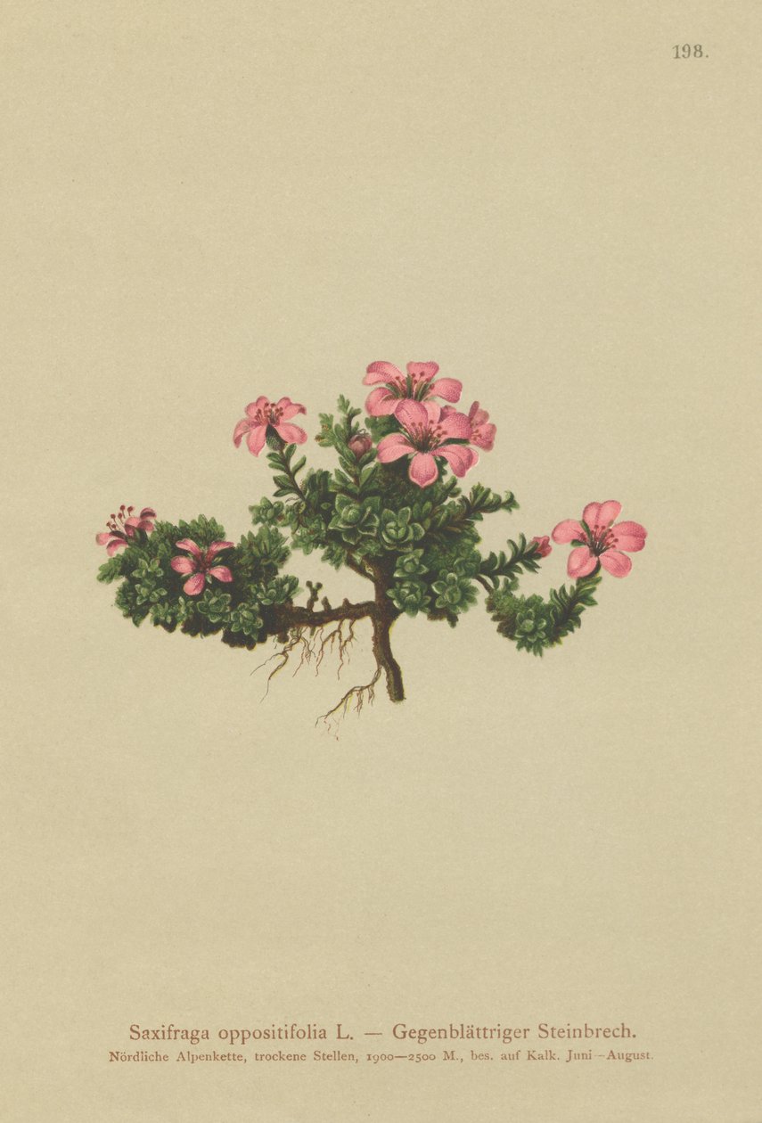 Purpur-Steinbrech (Saxifraga oppositifolia) von German School
