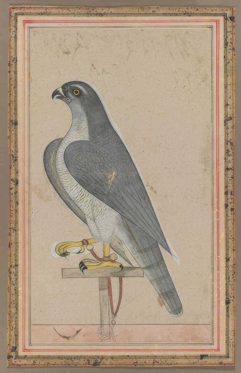 Falke von Löscher and Petsch