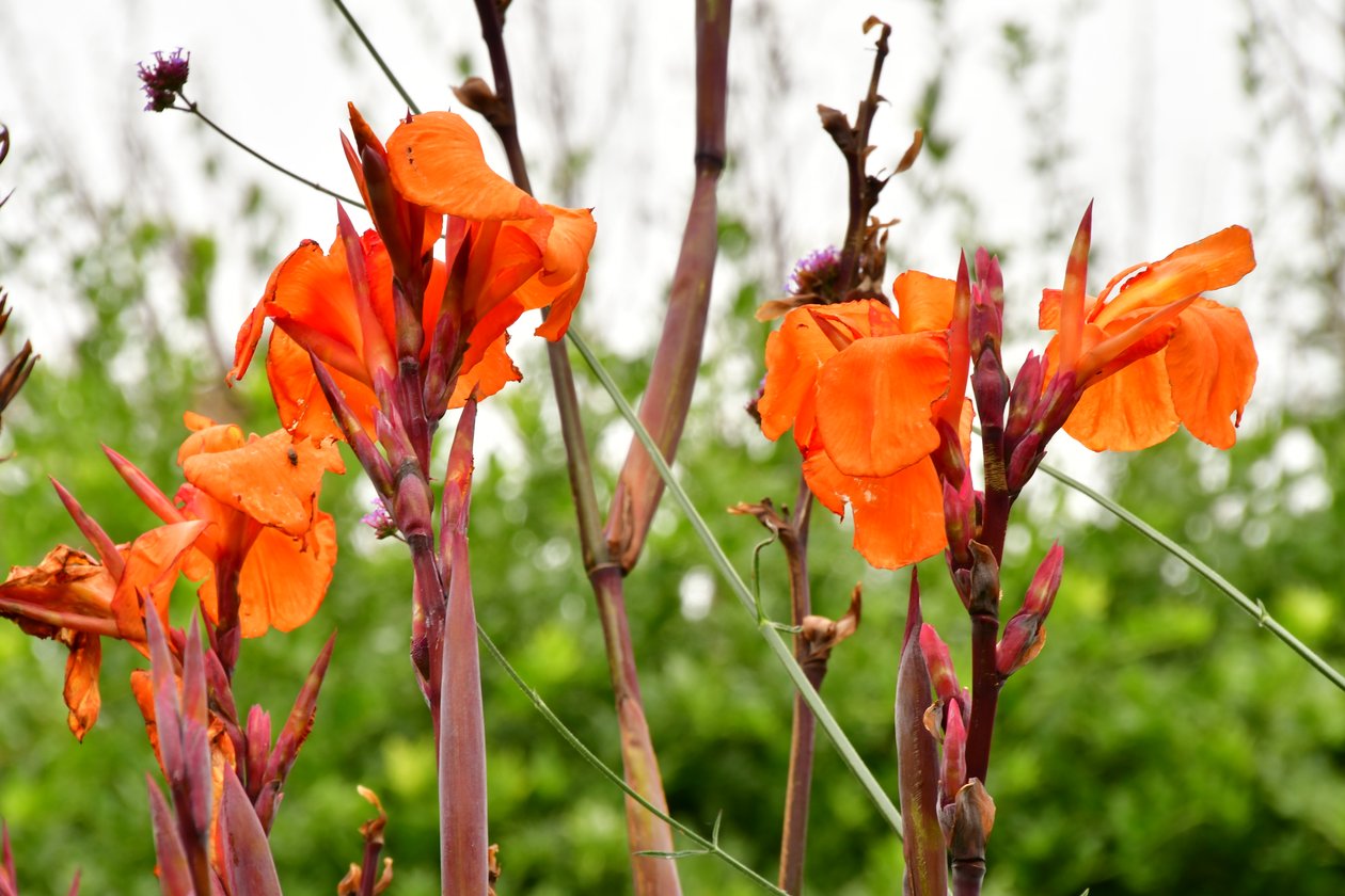 Gefangene Rosen vor weichem natürlichem und künstlerischem Hintergrund von Albert Mansour