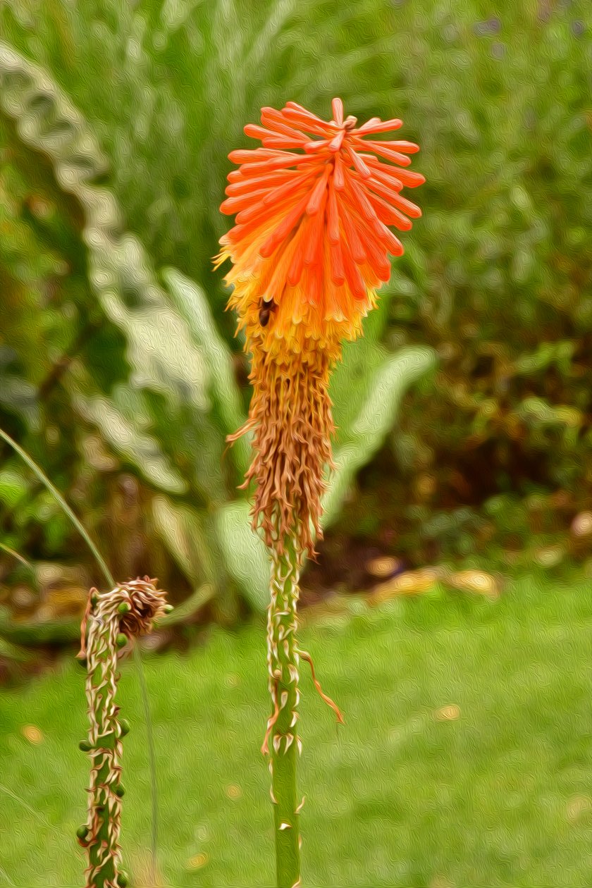 Blumenkunst im Ölmalstil von Albert Mansour