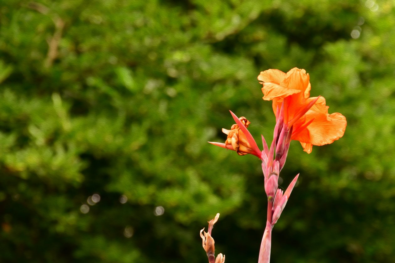 Blumenfeinmalerei im Ölmalstil von Albert Mansour