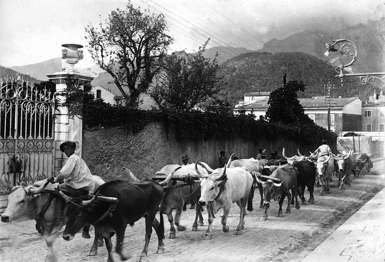 Einige Ochsen, die für den Transport von Marmor aus den Apuanischen Steinbrüchen verwendet werden, werden auf einer Straße in Carrara geführt von A. Corsini