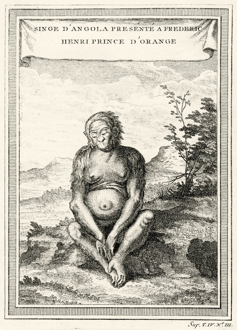 Illustration des Orang-Outang, präsentiert an Friedrich Heinrich, Prinz von Oranien, 1750 von Abbé Prévost