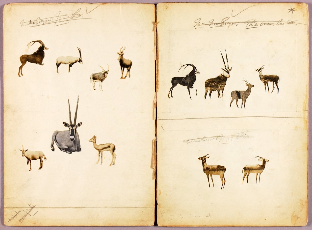 Antilopen, Studienmappe für das Buch Tarnfarbe im Tierreich von Abbott Handerson Thayer