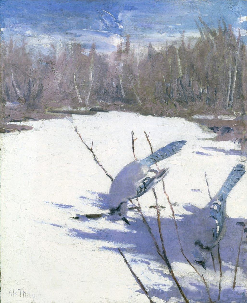 Blauhäher im Winter, Studie für das Buch Concealing Coloration in the Animal Kingdom von Abbott Handerson Thayer