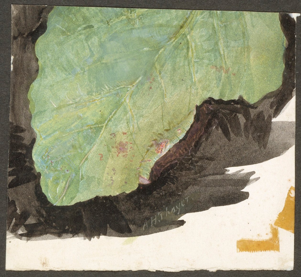 Heterocampa Biundata, Walker, Studie für das Buch Concealing Coloration in the Animal Kingdom von Abbott Handerson Thayer