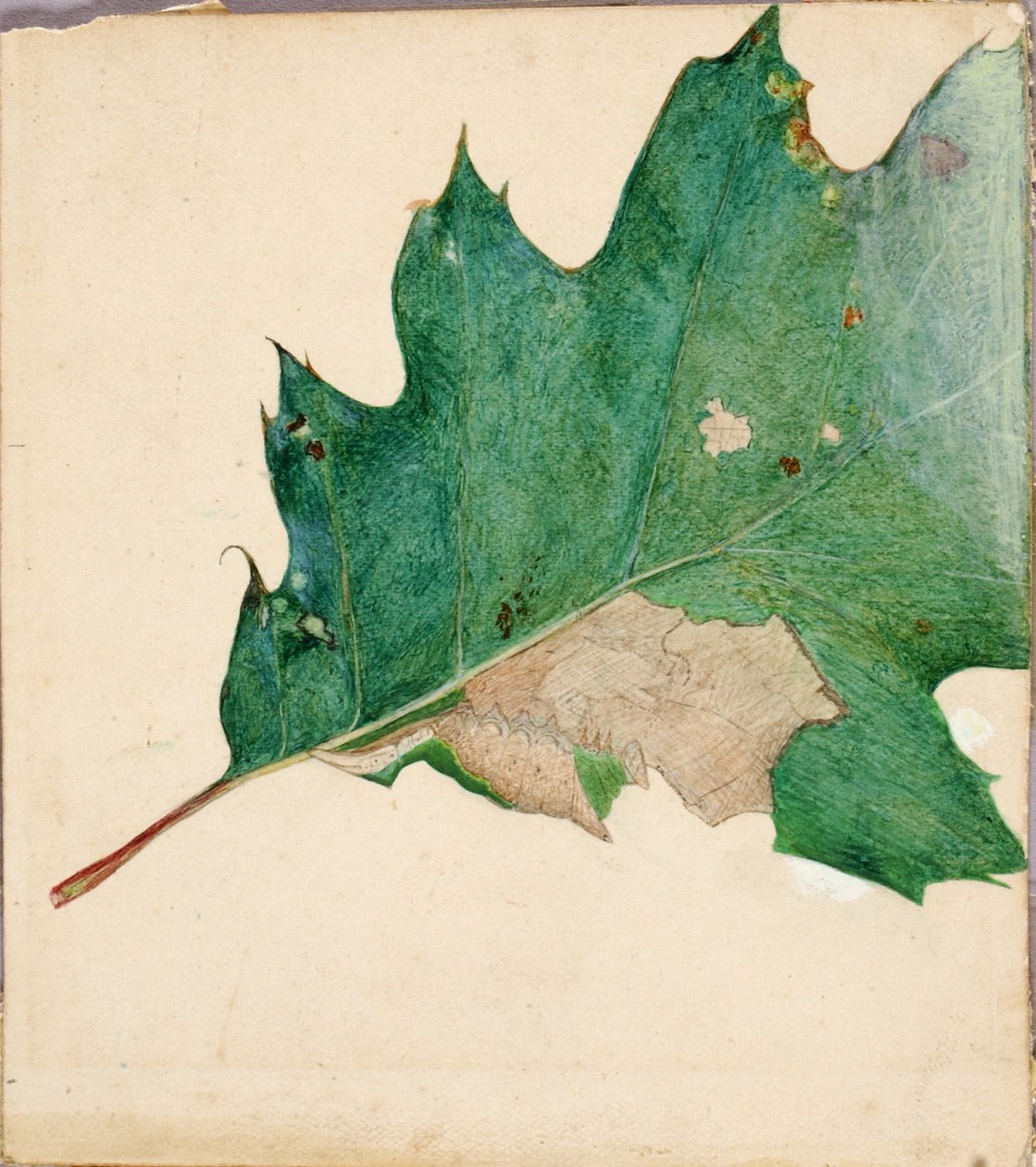 Oligocentra Lignicolor, Walker, Studie für das Buch Tarnfärbung im Tierreich von Abbott Handerson Thayer