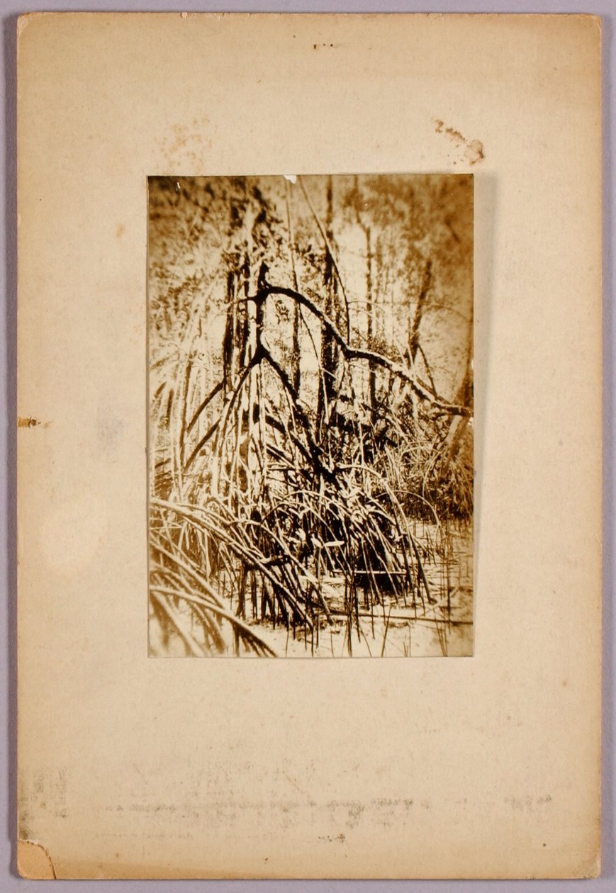 Foto eines Sumpfes, Studienmappe für das Buch Tarnfärbung im Tierreich von Abbott Handerson Thayer