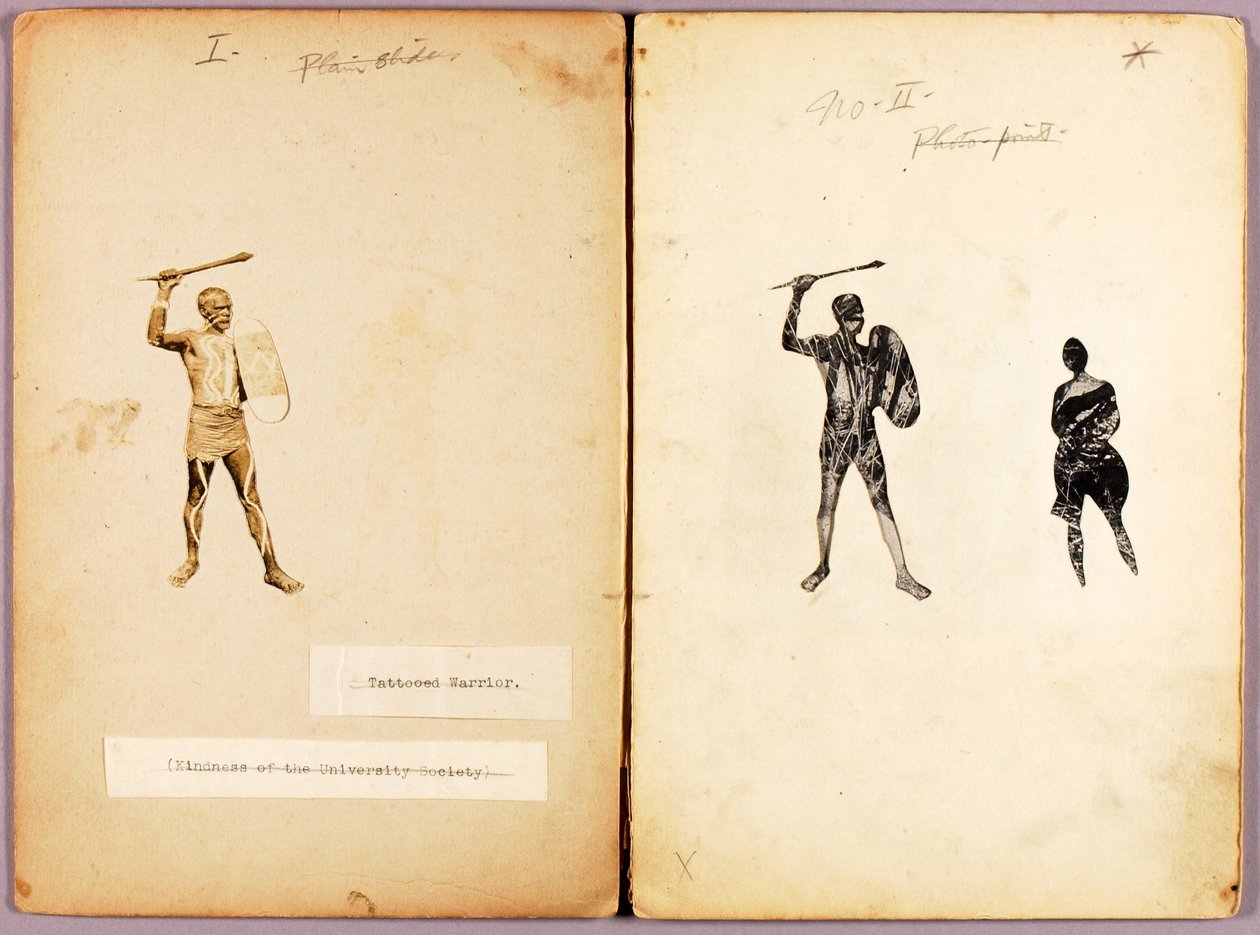 Tätowierung--Einzelner Krieger, Studienordner für das Buch Concealing Coloration in the Animal Kingdom von Abbott Handerson Thayer