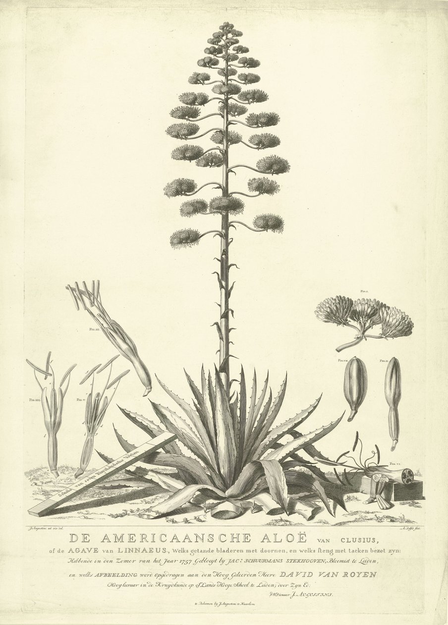 Blühende amerikanische Aloe, 1757 von Abraham Delfos