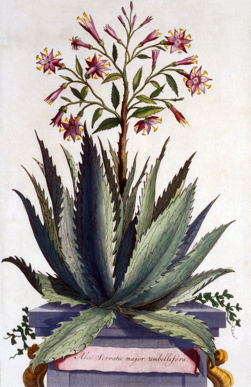 Aloe Serrata major umbellifera, aus 