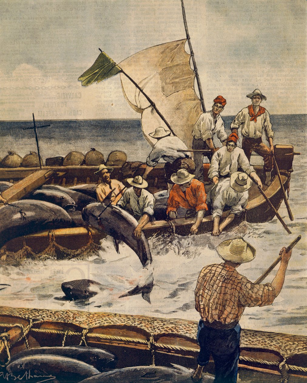 Außergewöhnlicher Blauflossen-Thunfischfang auf der Insel Piana, Sardinien, von Achille Beltrame (1871-1945), aus La Domenica del Corriere, 30. Juni 1900 von Achille Beltrame