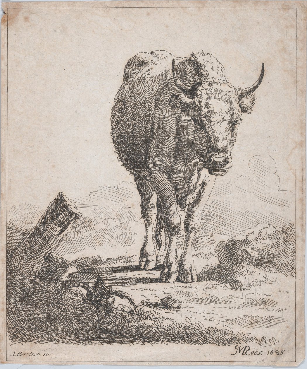 Eine Kuh, von vorne gesehen, 1805 von Adam von Bartsch