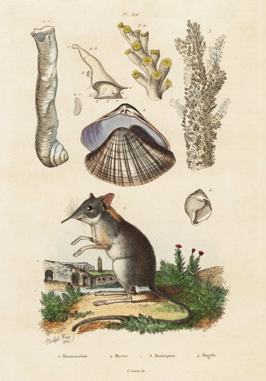 Elefantenspitzmaus, Muschel und Korallen, 1834-1839 von Adolph (after) Fries