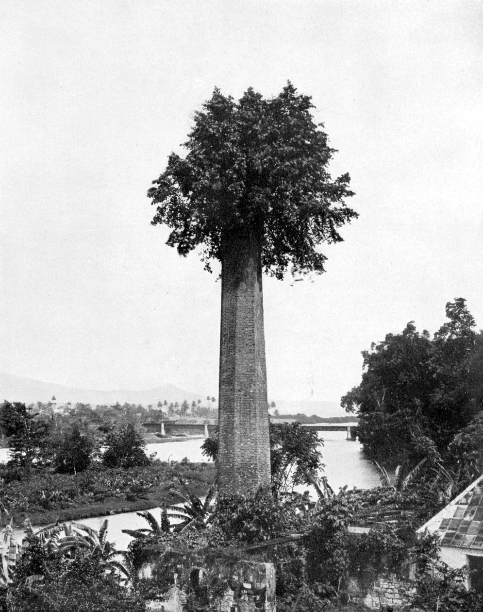 Baum, der aus einem alten Zuckerrohrgut-Schornstein wächst, Jamaika, ca. 1905 von Adolphe Duperly and Son