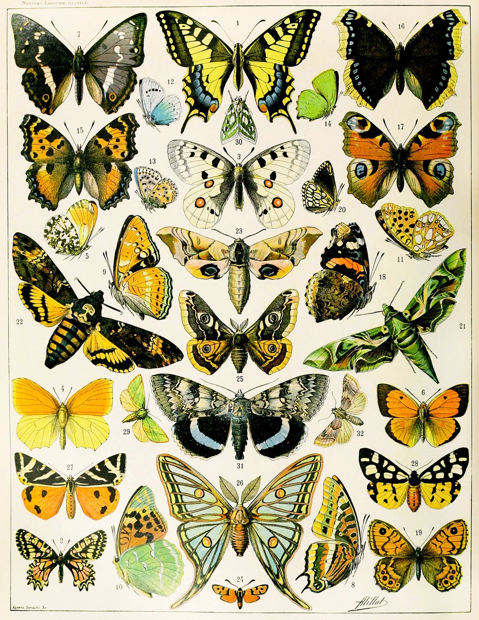 Illustration von Schmetterlingen und Motten ca. 1923 von Adolphe Philippe Millot