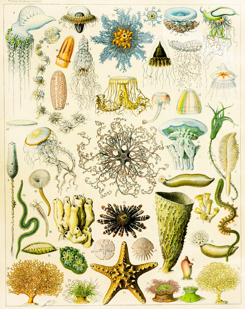 Illustration von Meeresorganismen, ca. 1923 von Adolphe Philippe Millot