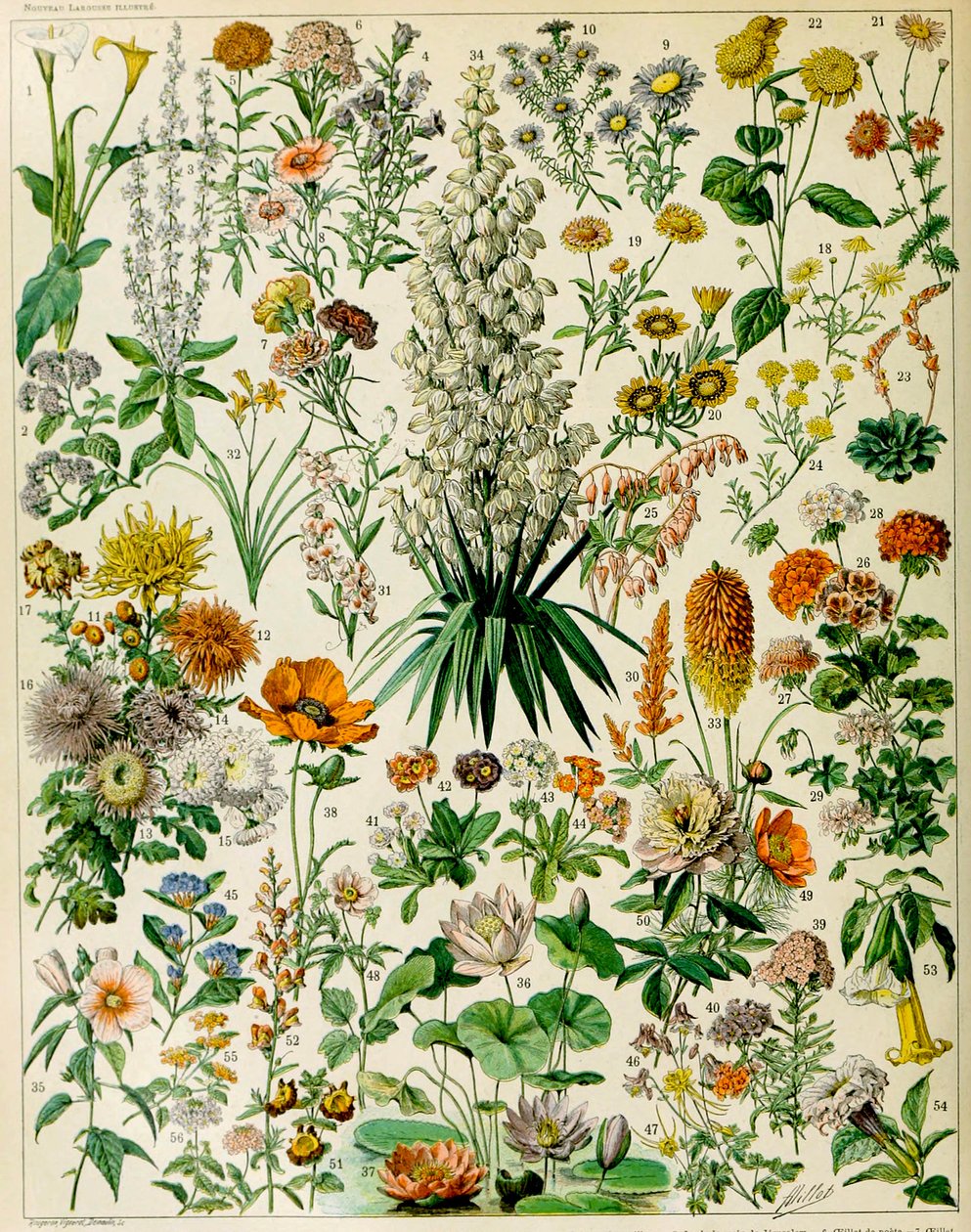 Illustration von Blütenpflanzen, ca. 1923 von Adolphe Philippe Millot