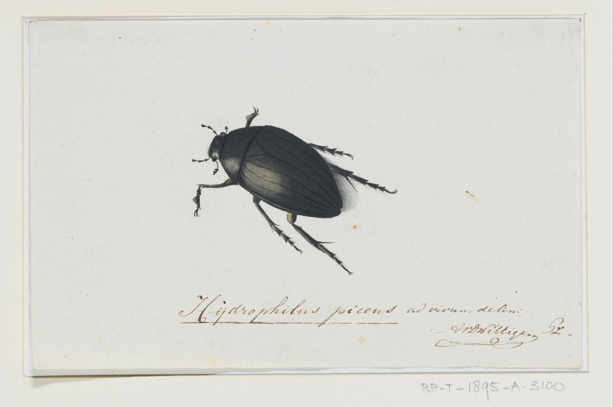 Schwarzer Wasserkäfer von Adriaan van der Willigen