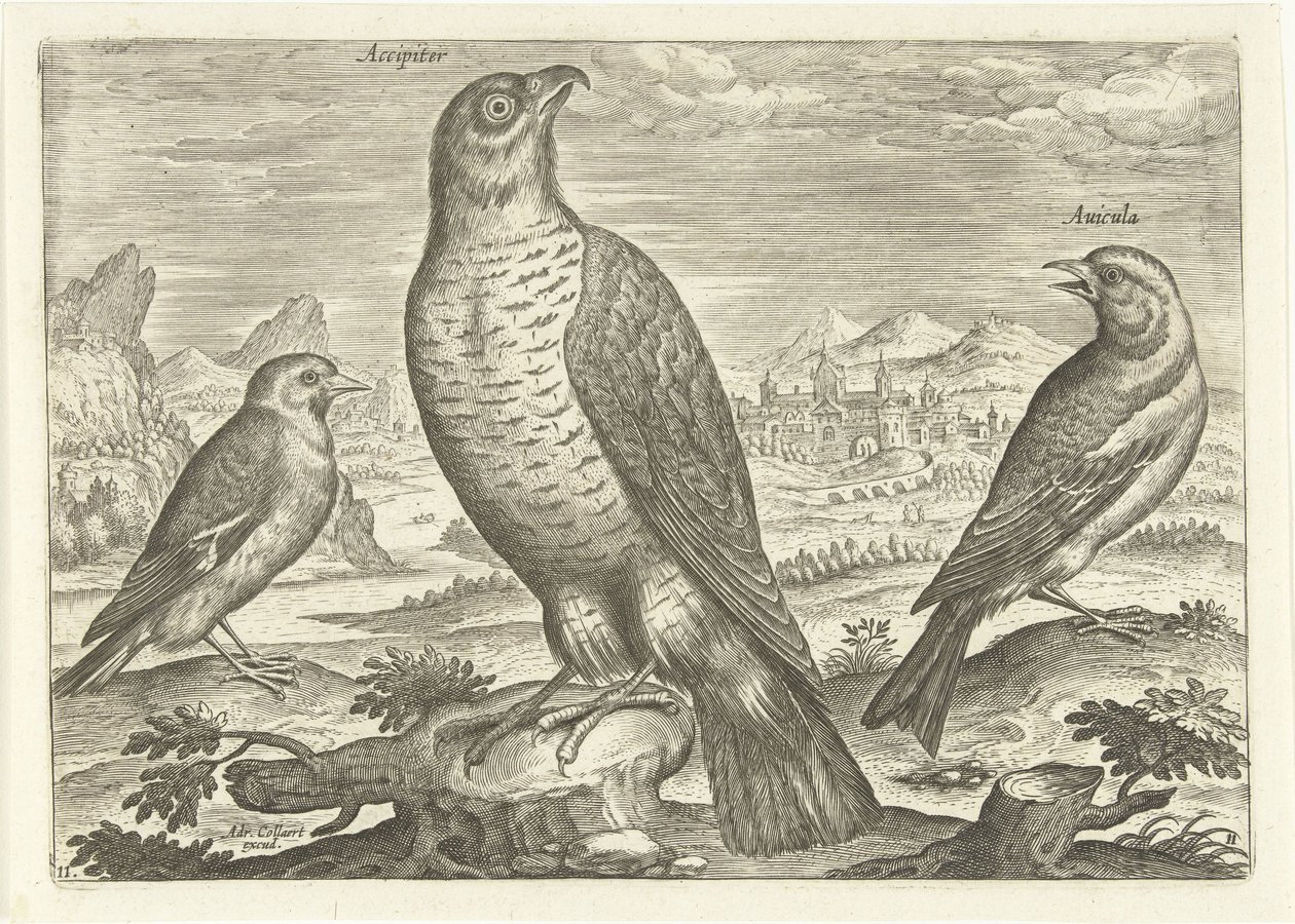 Drei Vögel in einer Landschaft, Vögel (Serientitel), Avivm vivae (Serientitel) von Adriaen Collaert