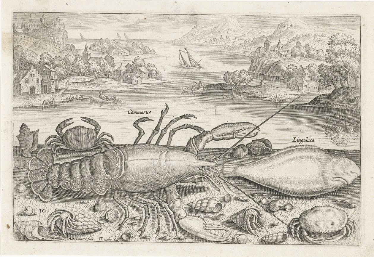 Ein Fisch und einige Schalentiere am Strand (Vissen, Piscivm vivae icones) von Adriaen Collaert