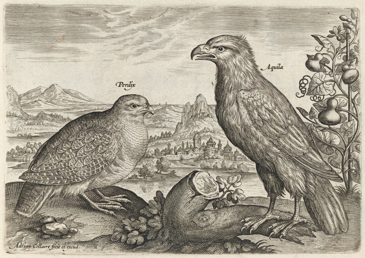 Rebhuhn und Adler von Adriaen Collaert