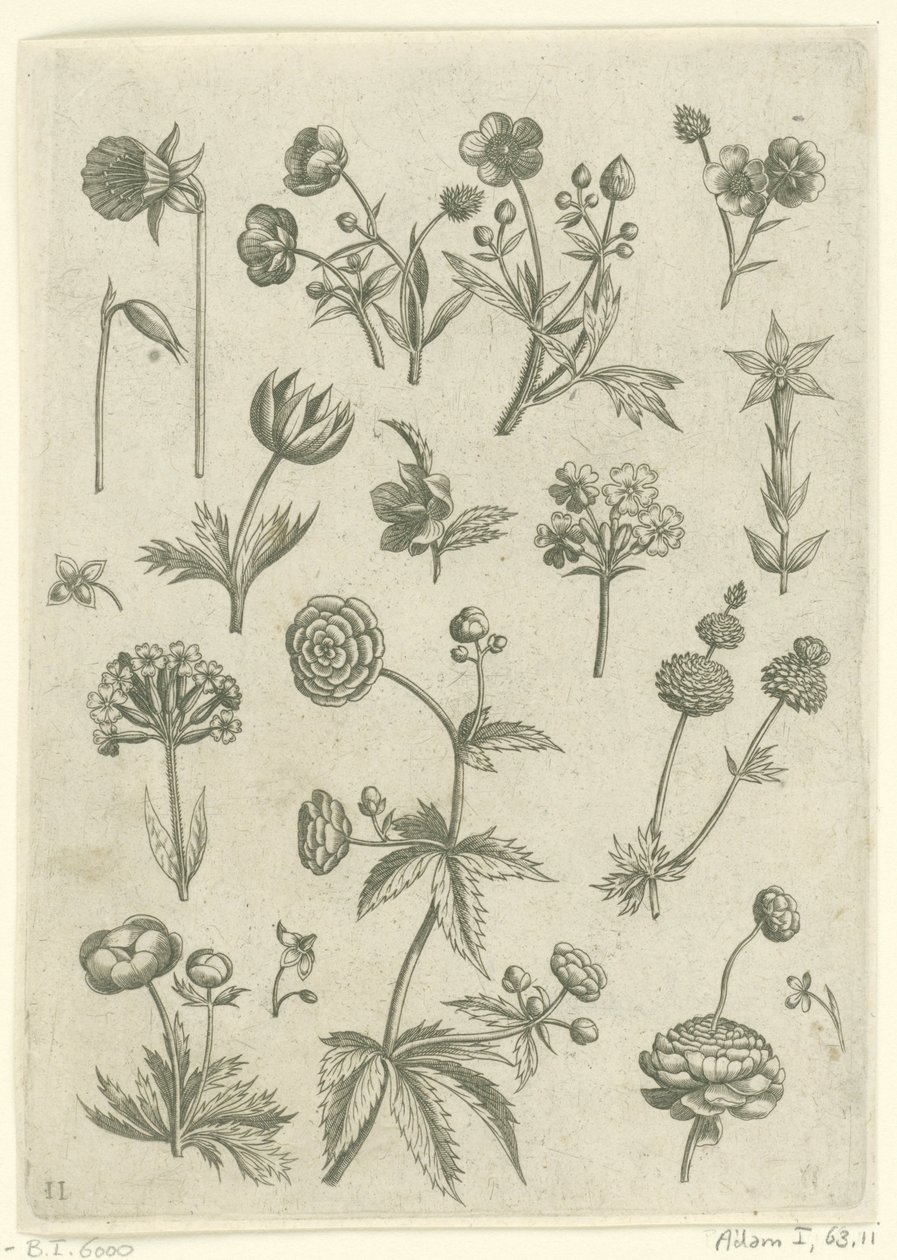 Ranunkeln, Primeln und Butterblumen (Florilegium) von Adriaen Collaert