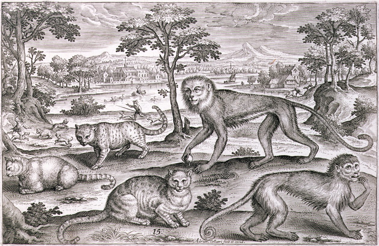 Drei Katzen und zwei Affen von Adriaen Collaert