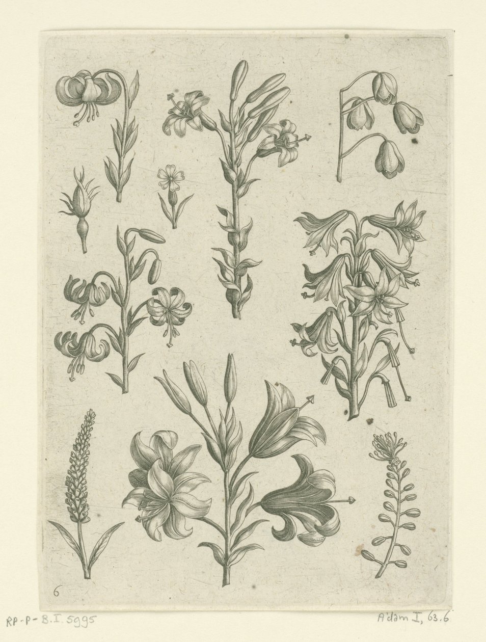 Vier große Lilien und einige kleinere Blumen Florilegium (Serientitel) von Adriaen Collaert