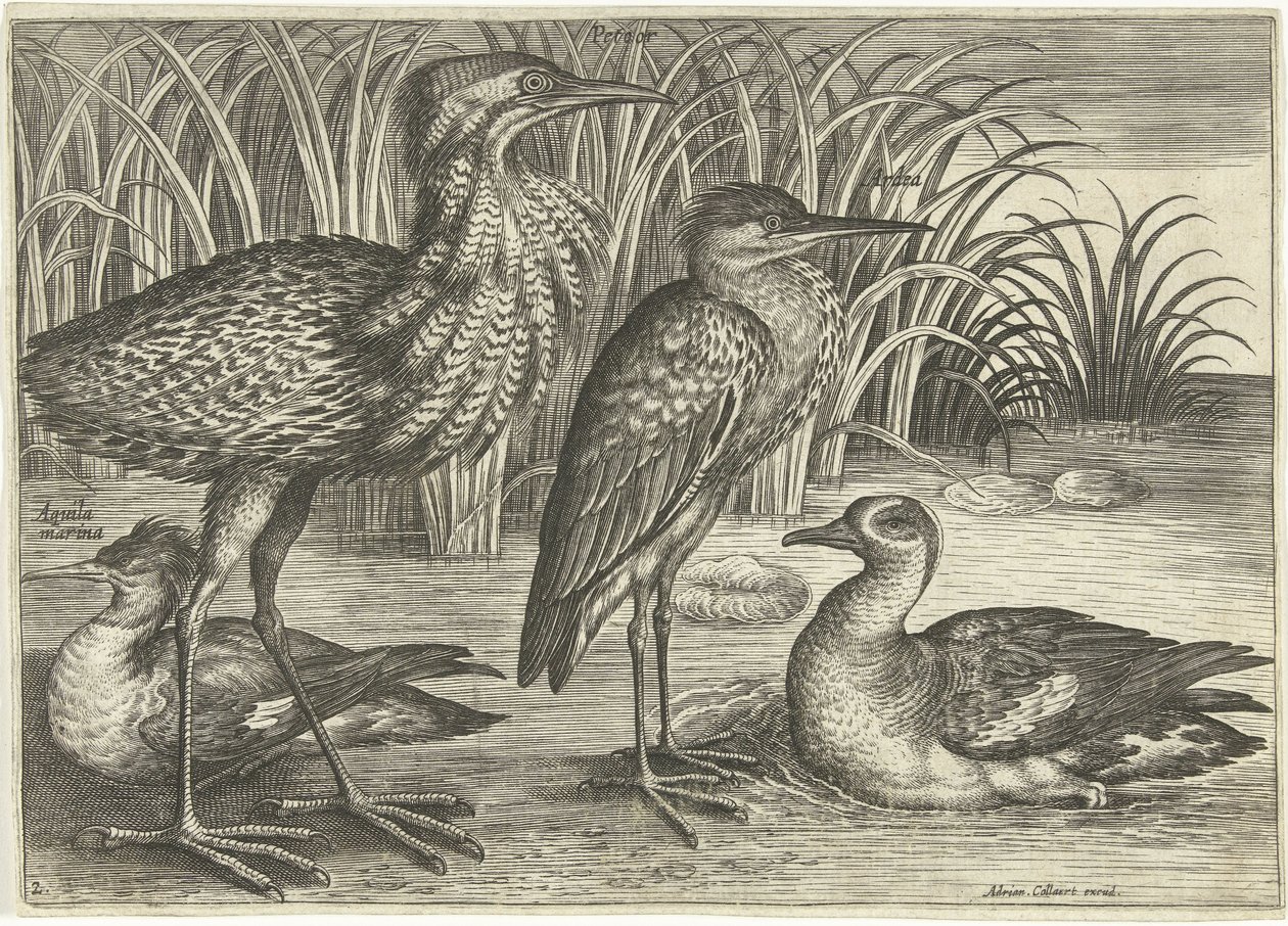 Vier Watvögel am Ufer von Adriaen Collaert
