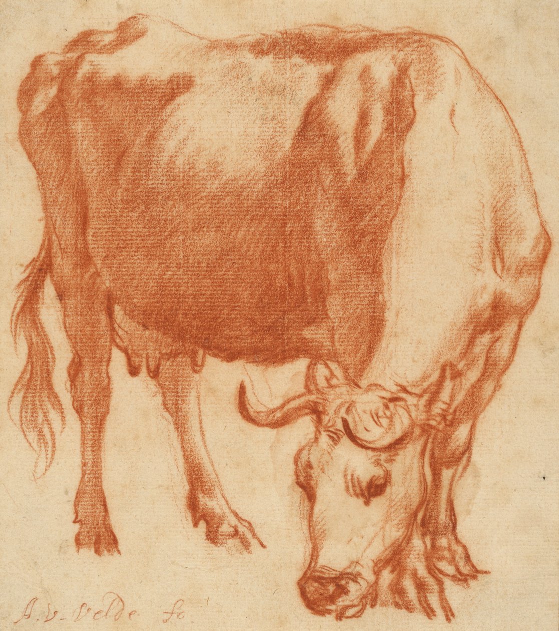 Eine Kuh beim Grasen, ca. 1663 von Adriaen van de Velde