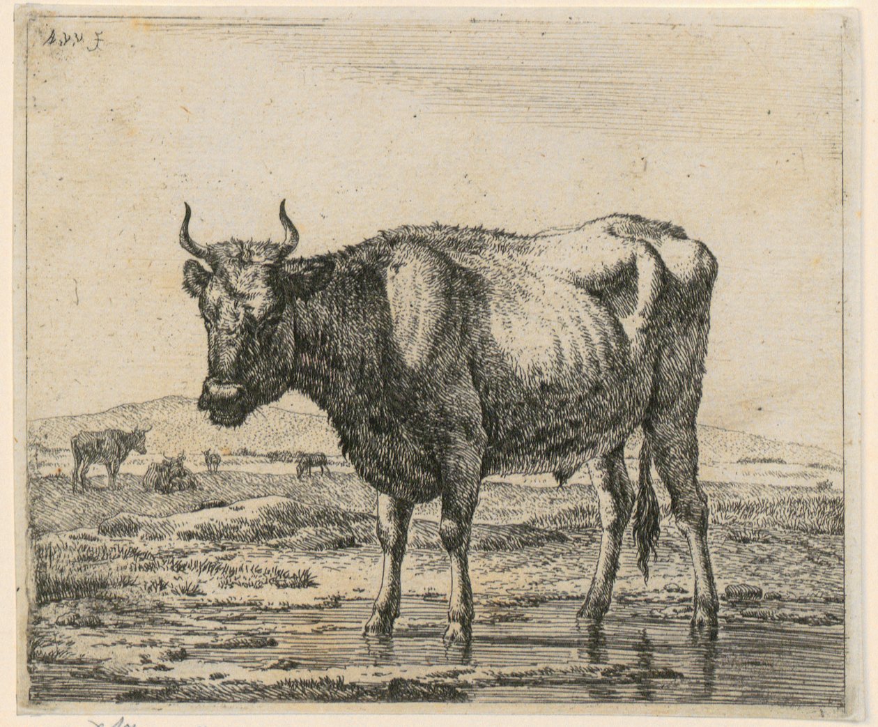 Im Wasser stehender Stier, Blatt 6 der Folge Verschiedene Tiere von Adriaen van de Velde