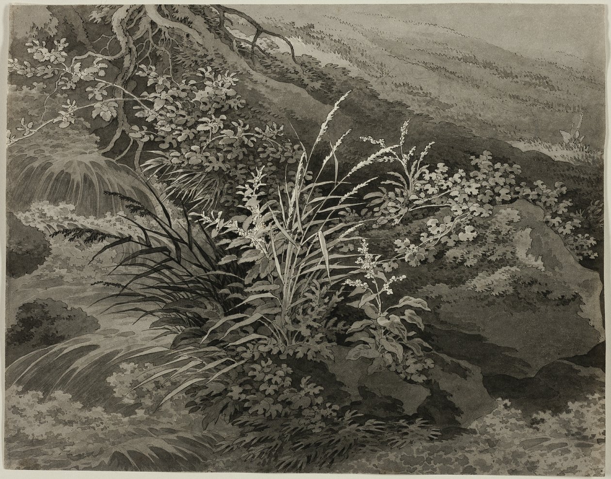 Ecke der Wiese mit Schilf und anderen Pflanzen von Adrian Zingg