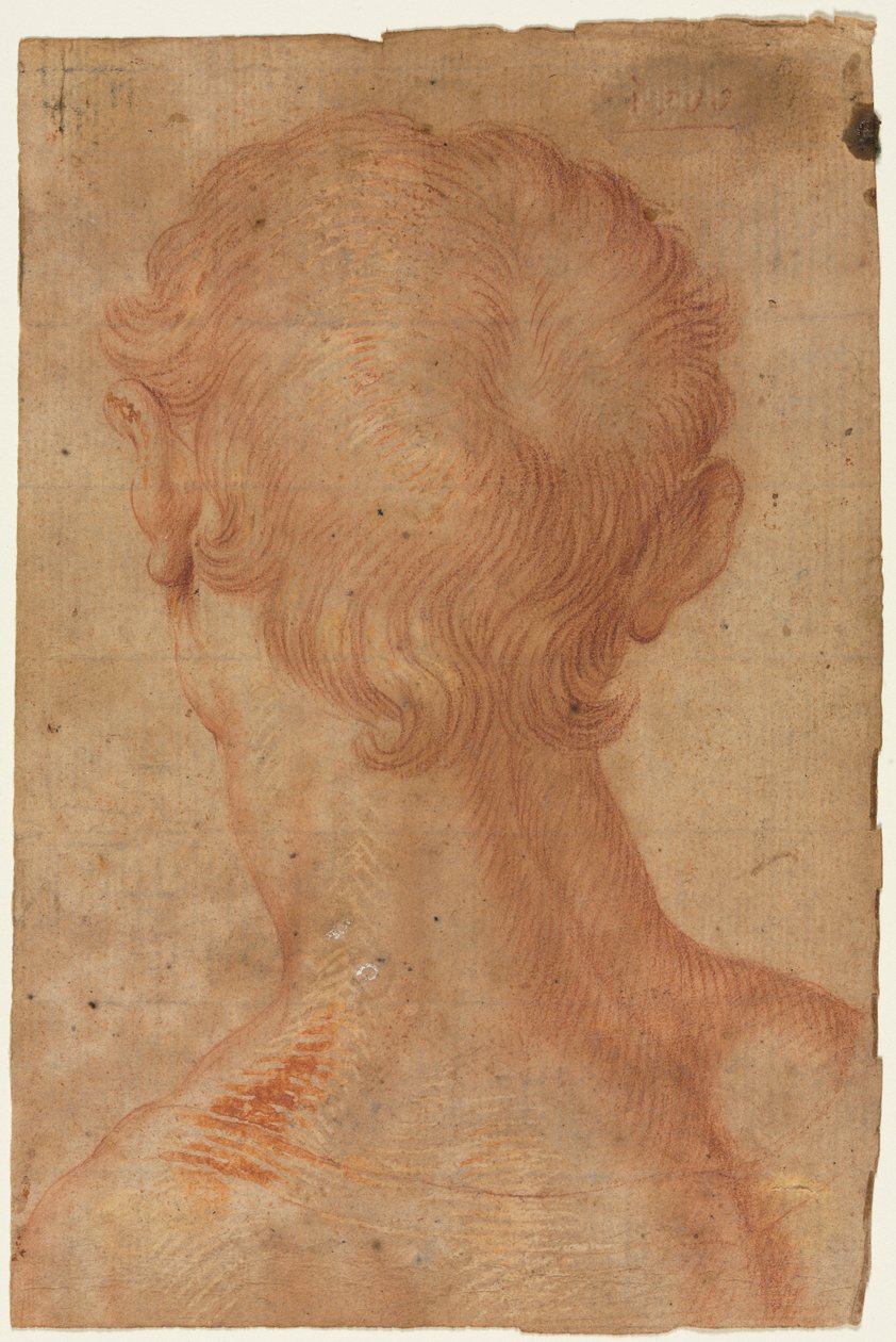 Männerkopf von hinten von Agnolo Bronzino
