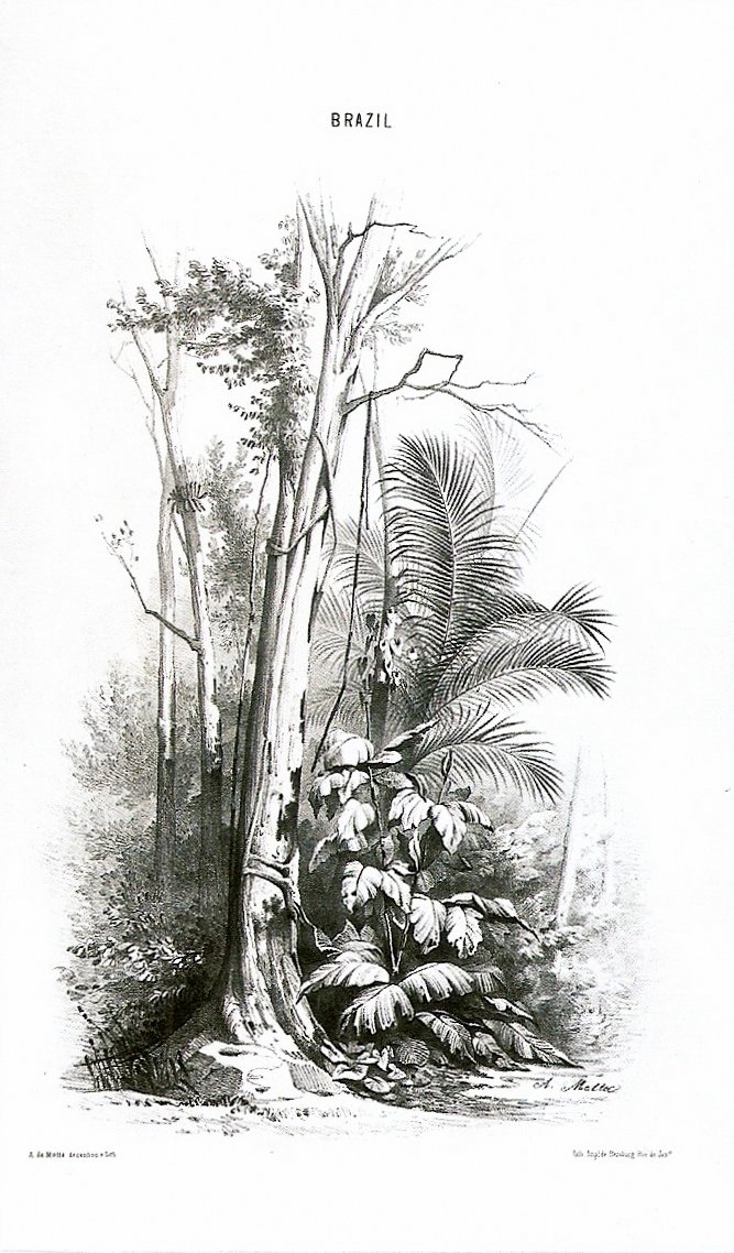 Ansicht eines Waldes - Brasilien von Agostinho Jose da Mota