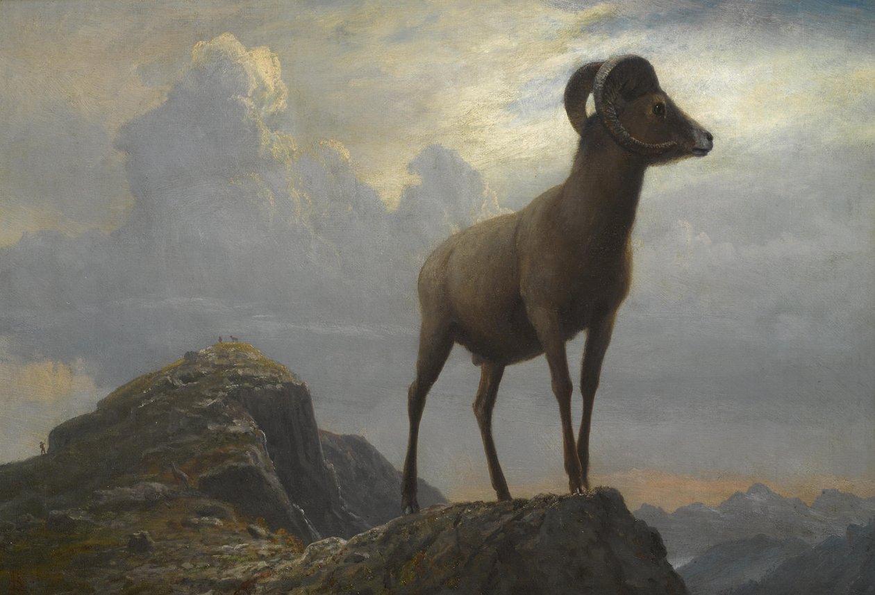 Studie eines Dickhornschafs von Albert Bierstadt