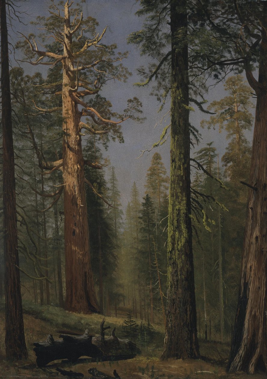 Der Grizzly Giant Sequoia, Mariposa Grove, Kalifornien von Albert Bierstadt