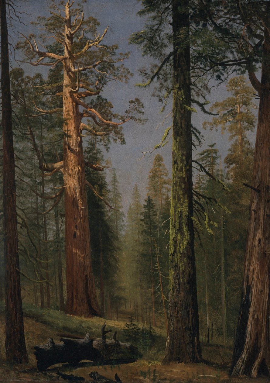 Der Grizzly Giant Sequoia, Mariposa Grove, Kalifornien von Albert Bierstadt