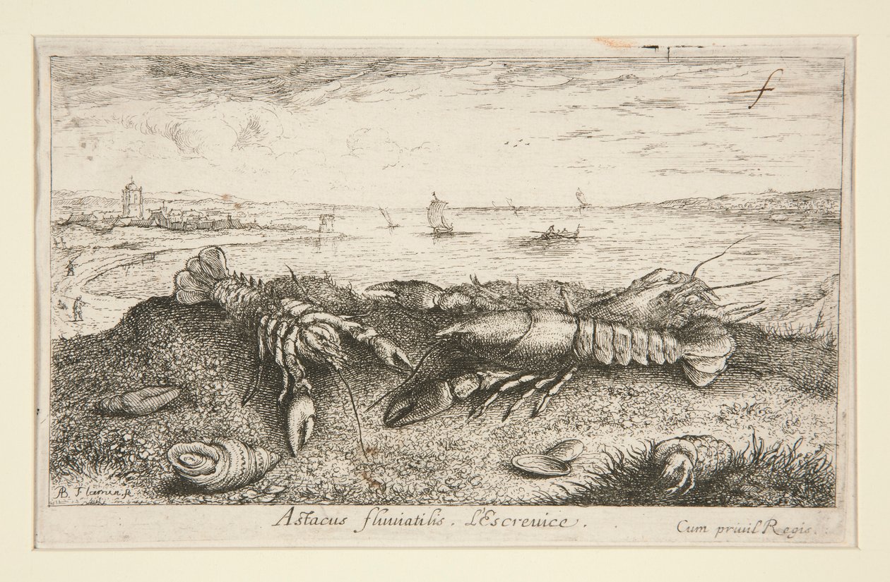 Astacus fluriatilis. L von Albert Flamen