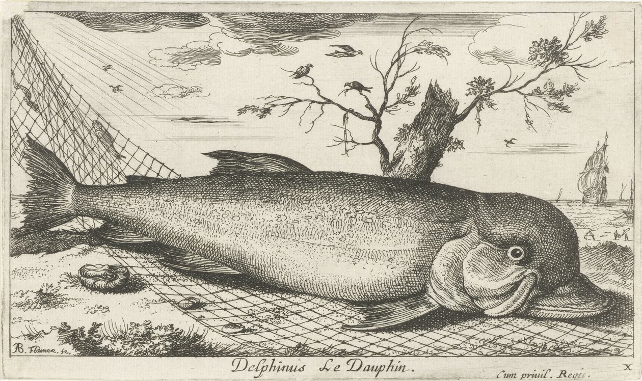 Delfin in einem Fischernetz (Vissen en andere zeedieren - zoutwater derde reeks) von Albert Flamen