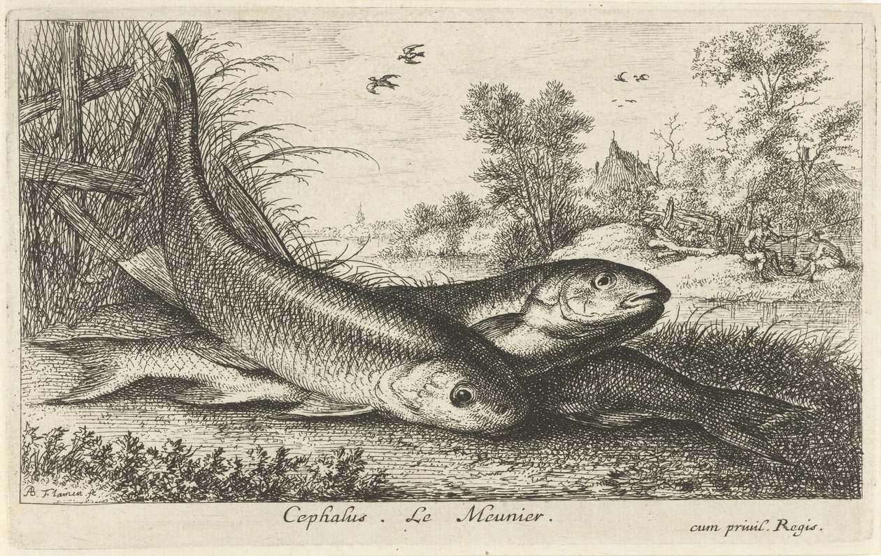 Drei Döbel am Flussufer (Cephalus. Le Meunier.) (Fische und andere Meerestiere - Süßwasser erste Reihe) (Diverses Especes de Poissons d