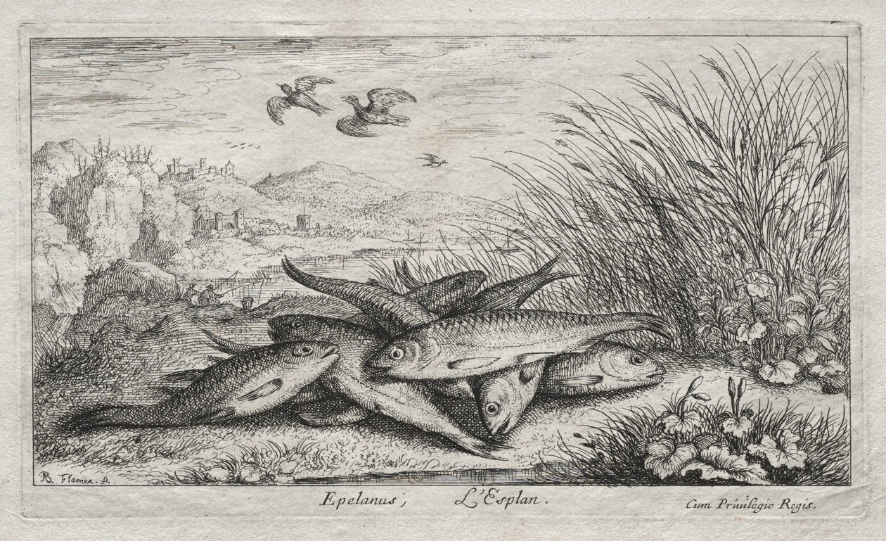 Süßwasserfische, Teil II: Epelanus, L