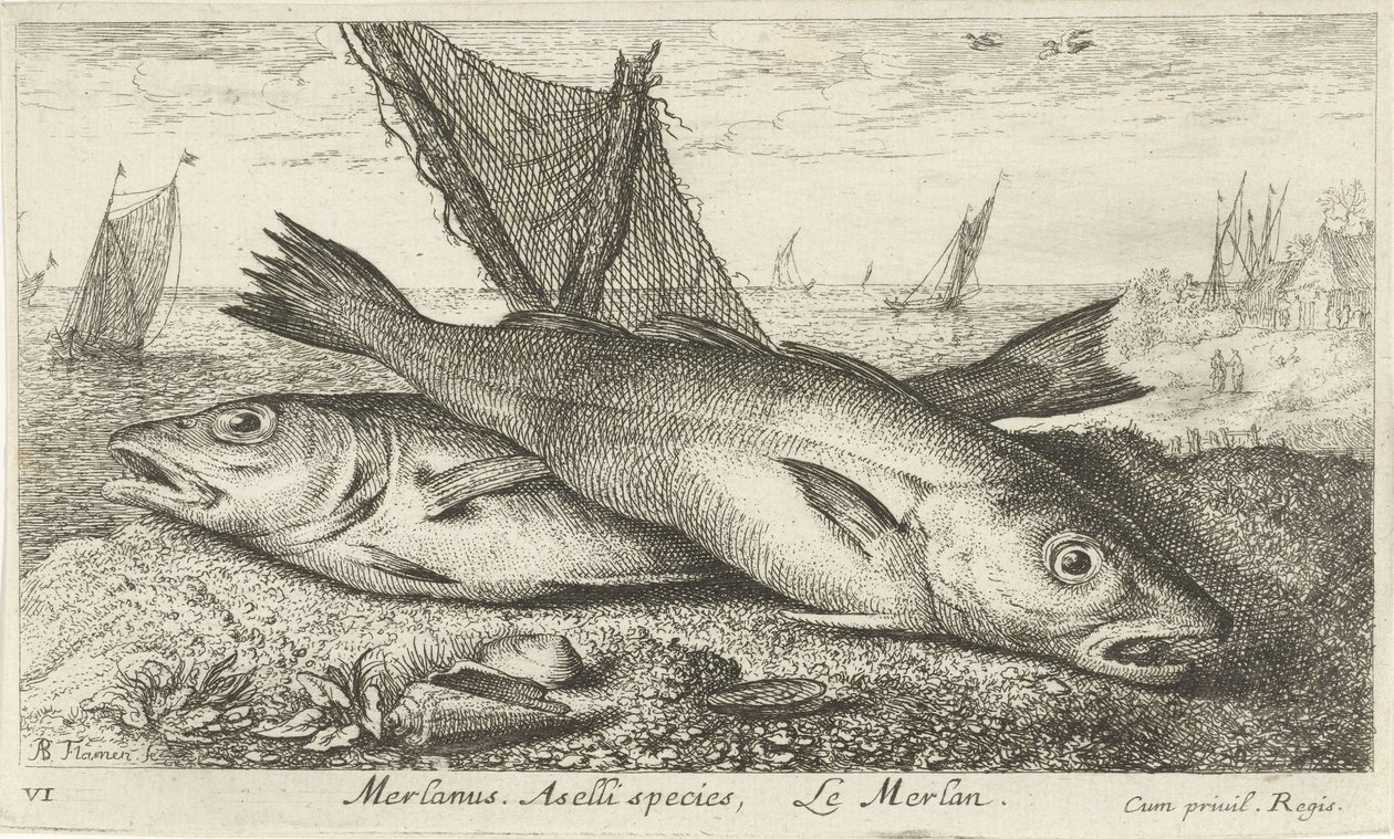 Zwei Wittlinge am Strand (Merlanus. Aselli species, Le merlan) von Albert Flamen