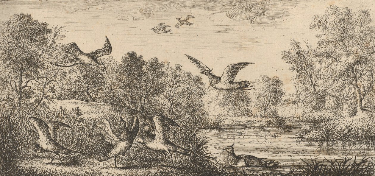 Vanellus, Vanneau Der Kiebitz: Livre d