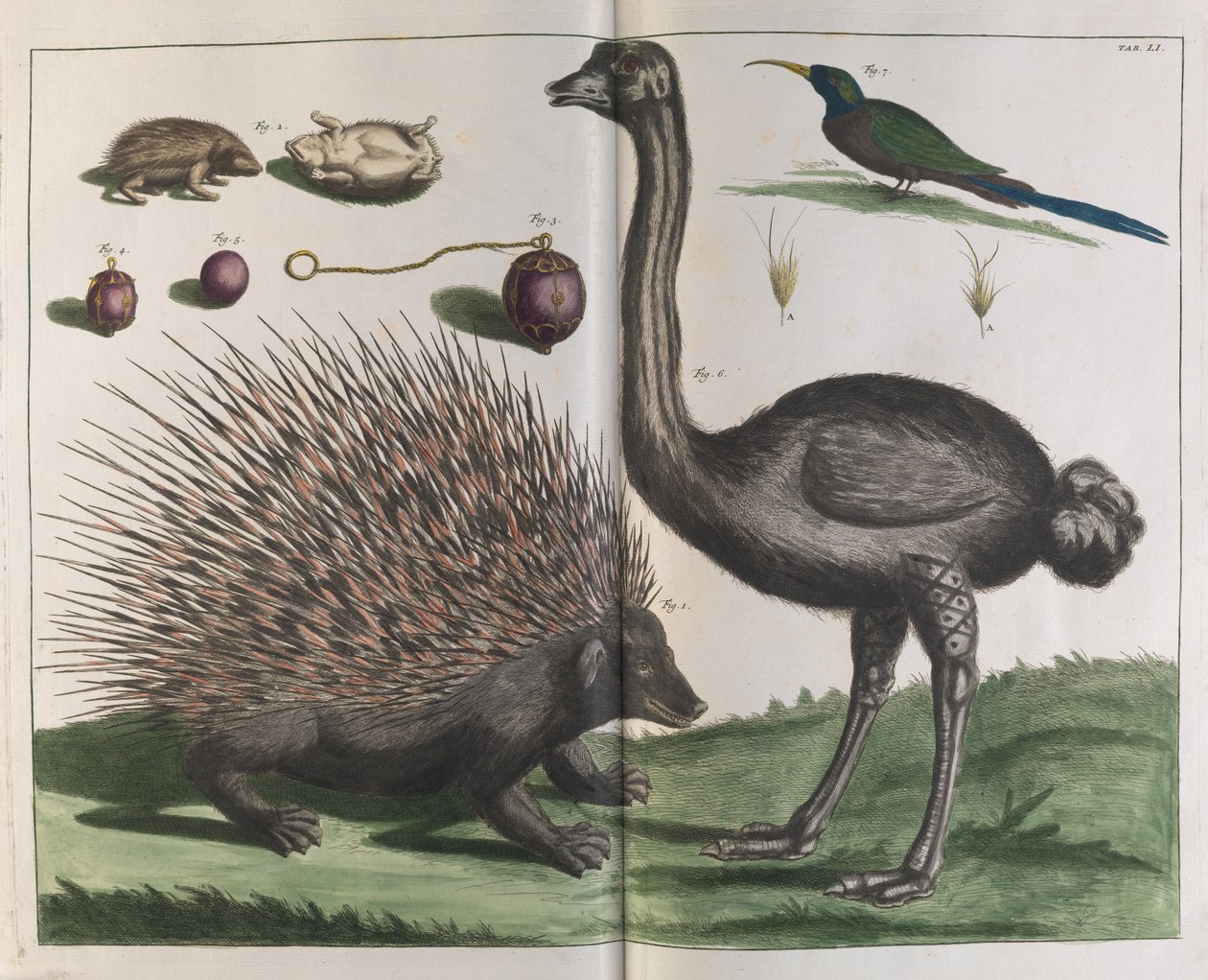 Malakka-Igel, Erinaceus malaccensis, und Strauß, Struthio carmelis von Albertus Seba