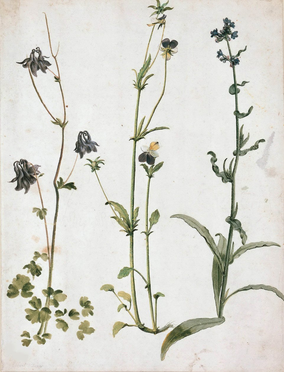 Akelei, Stiefmütterchen und Ochsenzunge, erstes Viertel des 16. Jahrhunderts von Albrecht Dürer